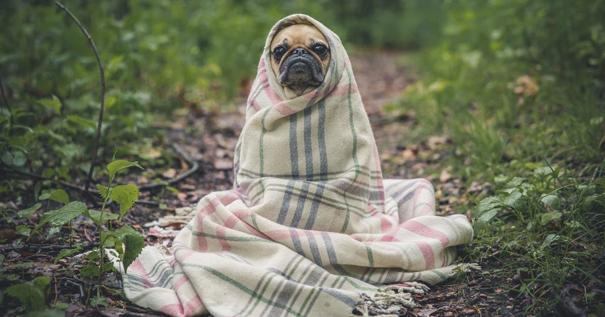 Le CBD protège du froid