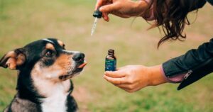 Les chiens tolèrent bien le CBD, selon une étude